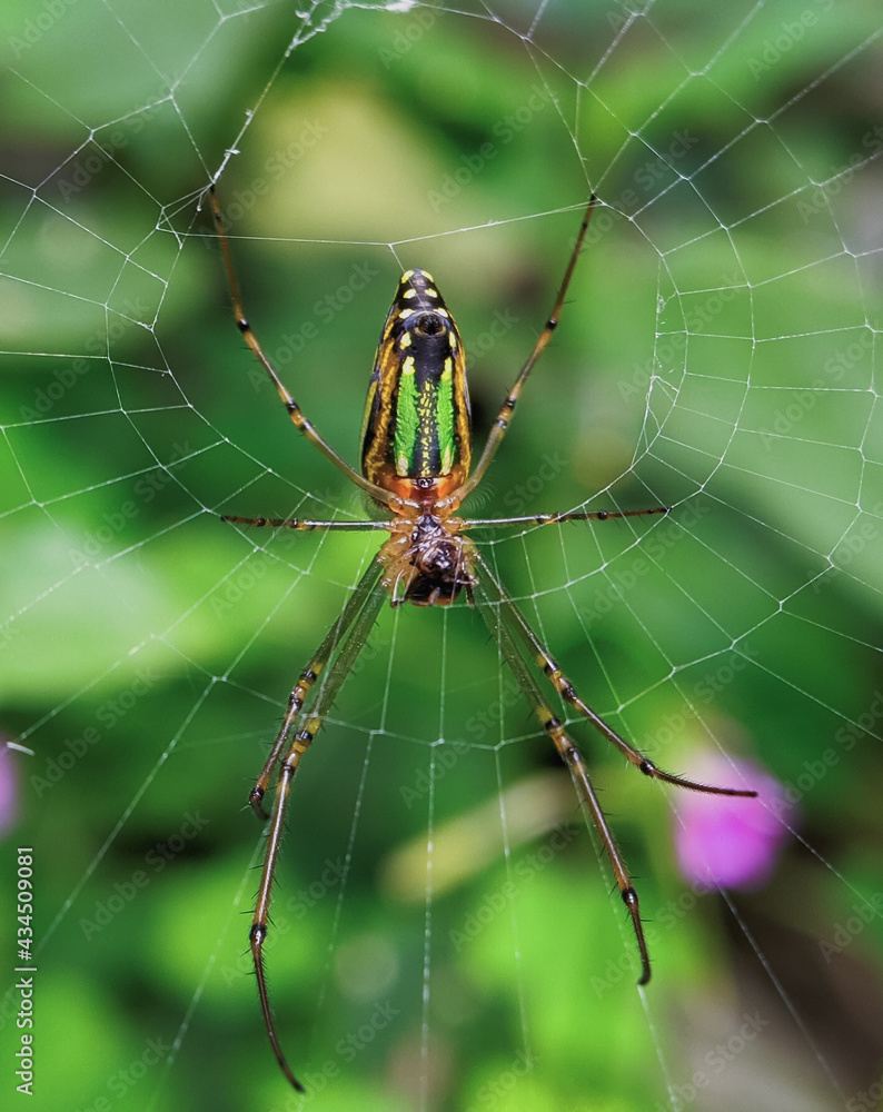 spider on the web spider on the web