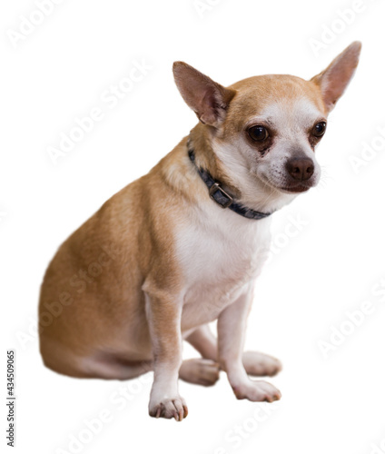 Portrait of a small chihuahua dog with a collar. Isolated over white background