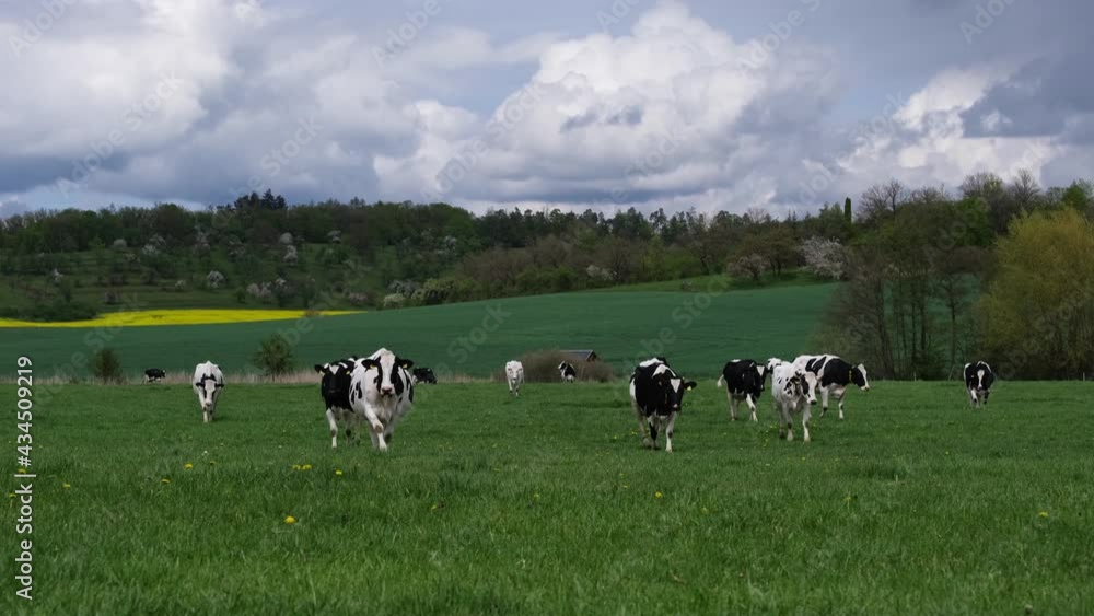 Friesian Holstein cows on a beautiful spring meadow in central Germany. Black and white dairy cows walking in the fresh green grass on a cloudy day. Herd mottled cows grazing, hilly farm landscape, 4k Friesian Holstein cows on a beautiful spring meadow in central Germany. Black and white dairy cows walking in the fresh green grass on a cloudy day. Herd mottled cows grazing, hilly farm landscape, 4k