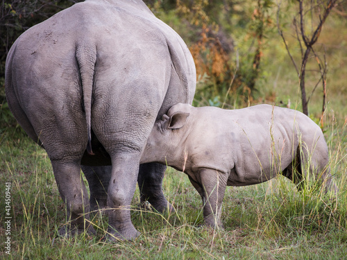 White rhinoceros calf standing next to his mother with his head under her belly suckling 