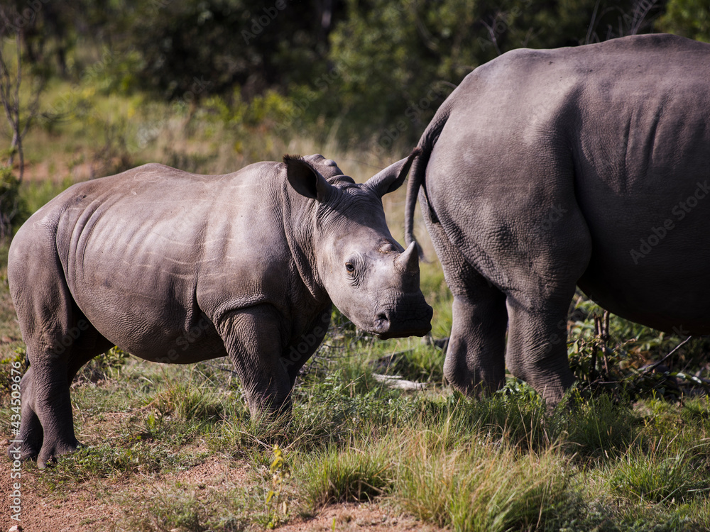 Young White rhinoceros standing behind his mother looking at the camera Young White rhinoceros standing behind his mother looking at the camera