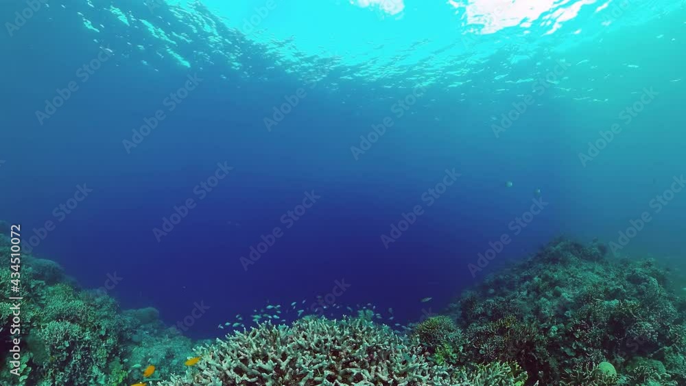 Coral reef underwater with fishes and marine life. Coral reef and tropical fish. Panglao, Bohol, Philippines. Coral reef underwater with fishes and marine life. Coral reef and tropical fish. Panglao, Bohol, Philippines.