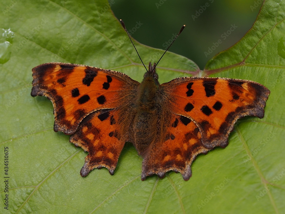 Comma, Polygonia c-album, is a butterfly species belonging to the family Nymphalidae, widespread in Europe, North Africa, and Asia. Here in Rattey, Mecklenburg, Germany. Comma, Polygonia c-album, is a butterfly species belonging to the family Nymphalidae, widespread in Europe, North Africa, and Asia. Here in Rattey, Mecklenburg, Germany.