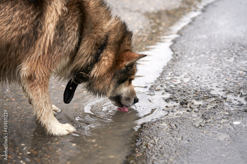 Canvas Print A dog with wet fur drinks water from a puddle after a rain
