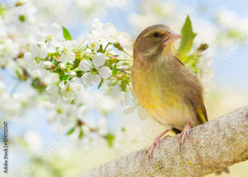 Little songbird  perching on a branch over blossoming tree background. The Eu...