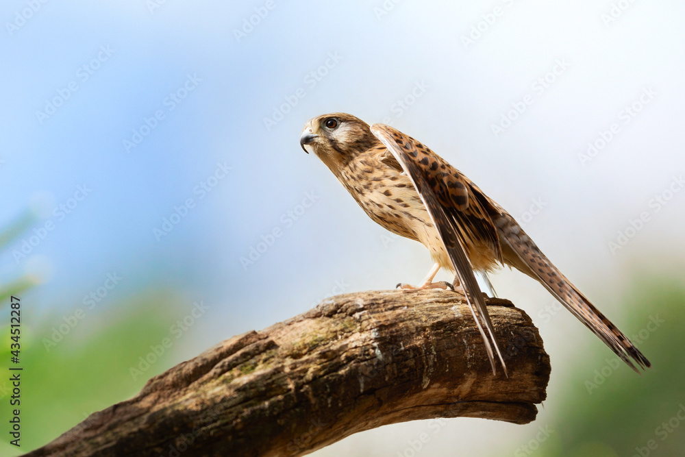 Bird of prey perching on a branch. Common Kestrel (Falco tinnunculus) Bird of prey perching on a branch. Common Kestrel (Falco tinnunculus)
