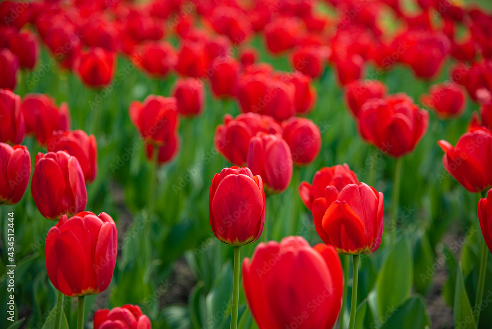 Beatiful red tulip in the garden