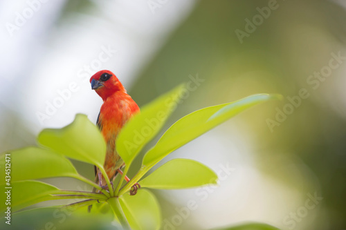 The red fody, called Foudia madagascariensis, sitting on branch in the tree