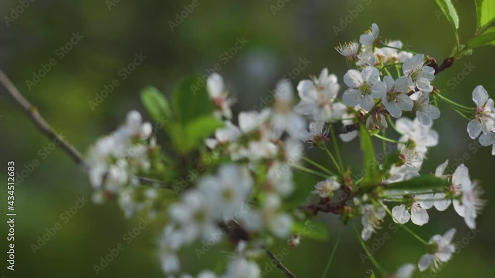Blooming apple and cherry trees with lens flare and strong bokeh. Blooming apple and cherry trees with lens flare and strong bokeh.
