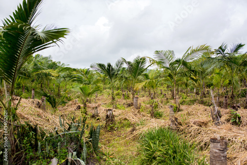 Wallpaper Mural Palm trees on Mauritius island, scenic landscape Torontodigital.ca