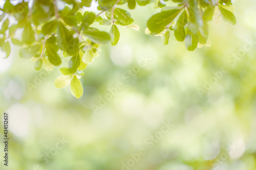 Fresh nature of green leaf on greenery blurred background with nature bokeh and sunlight as copy space. Cover page environment or fresh wallpaper concept.