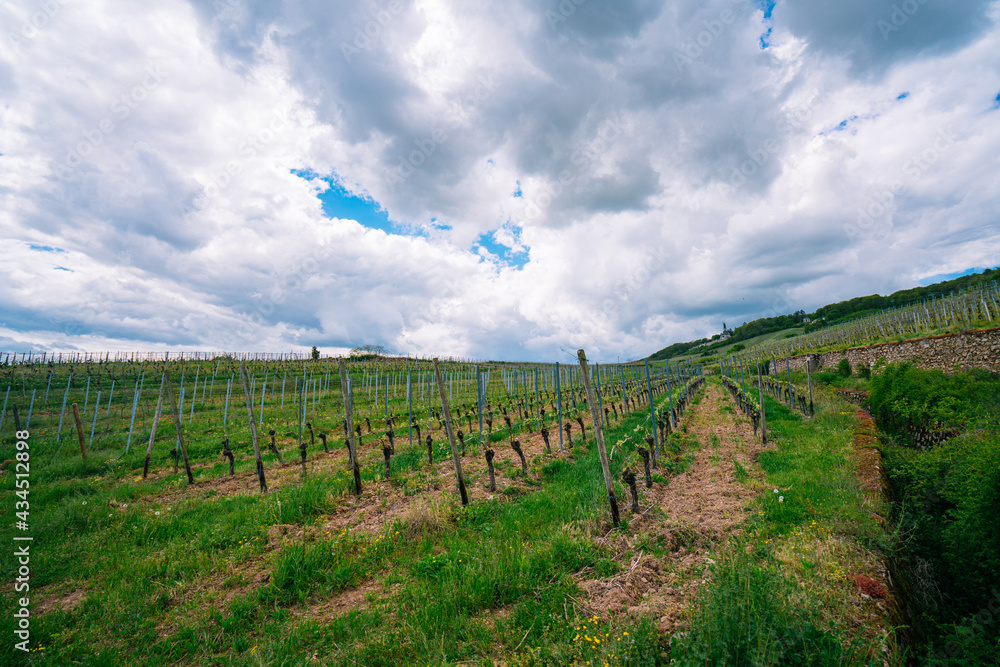 Extensive vineyards in the Rheingau region of Germany, famous for its 