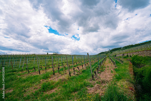 Extensive vineyards in the Rheingau region of Germany, famous for its "Riesling" white wines