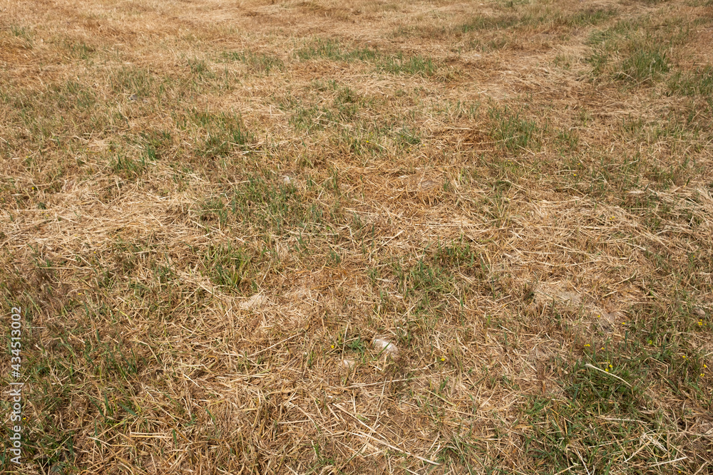 Remaining Straw on the Field After the Harvest Remaining Straw on the Field After the Harvest