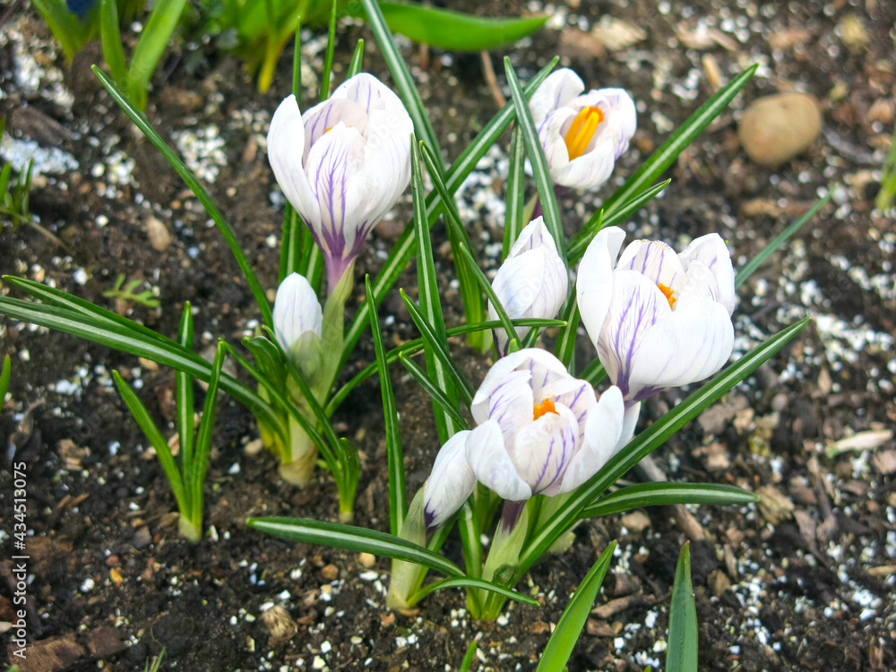 white-purple crocus with a yellow center blooms in spring white-purple crocus with a yellow center blooms in spring
