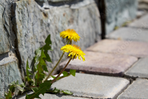 Yellow dandelions grow through the paving slabs against the granite wall. The concept of the victory of nature despite the destructive activities of man