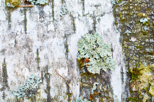 Parmelia sulcata lichen on birch bark. Macro photo