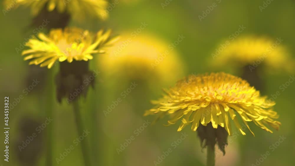 Blooming dandelions on the green grass on a sunny day. Strong bokeh. Blooming dandelions on the green grass on a sunny day. Strong bokeh.