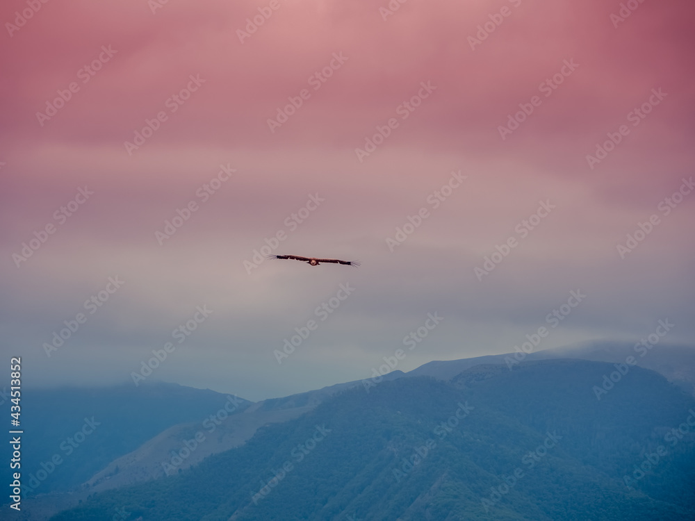 Blurred background, soft focus. Lonely eagle flying on the sky over the mountains