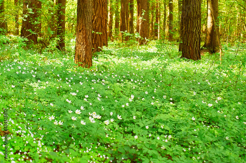  A lush carpet of blooming anemone between coniferous trees