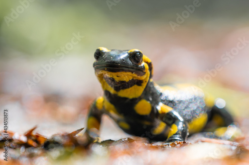 Ein Feuersalamander auf dem Waldweg