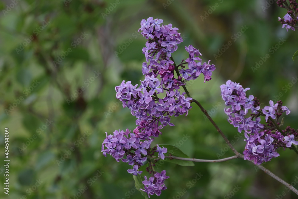 Branch of lilac flowers with the leaves Branch of lilac flowers with the leaves