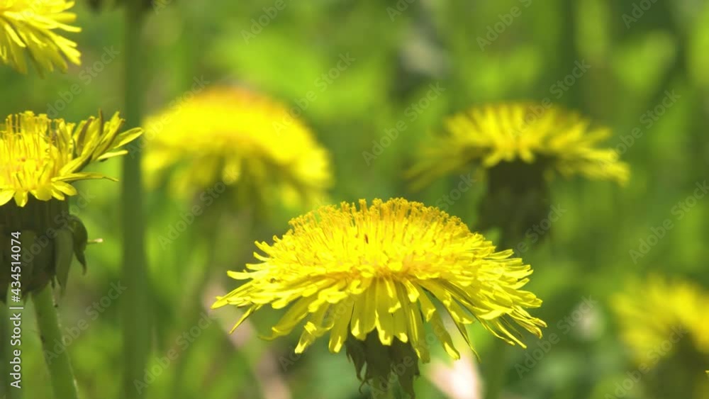 Blooming dandelions on the green grass on a sunny day. Strong bokeh. Blooming dandelions on the green grass on a sunny day. Strong bokeh.