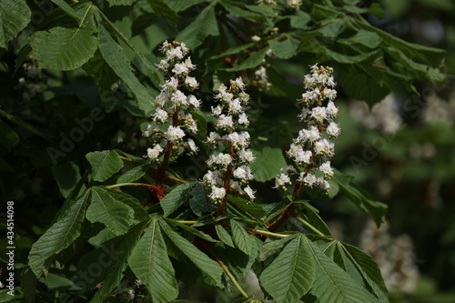 Blooming chestnuts in spring close up  Aesculus hippocastanum