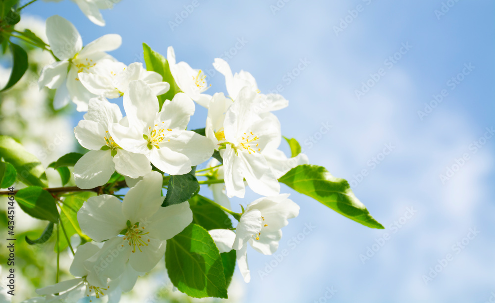 white flowers, apple tree blooms, apple tree branches white flowers, apple tree blooms, apple tree branches