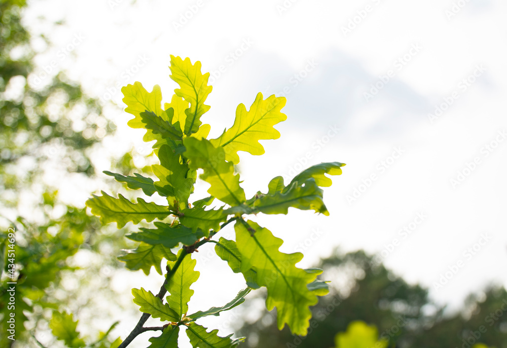 Spring, young oak leaves, against the background of the bright sun and sky Spring, young oak leaves, against the background of the bright sun and sky