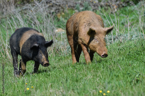 Norcia Italy 06.06.2017 maiale brado di Norcia from wild Norcia pig from the Fausti Valentina breeding farm is the only native pig used for the preparation of cured meats in Norcia photo