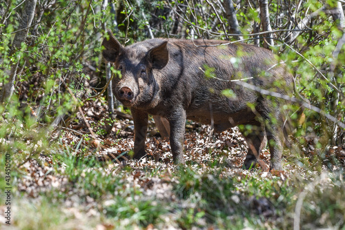 Norcia Italy 06.06.2017 maiale brado di Norcia from wild Norcia pig from the Fausti Valentina breeding farm is the only native pig used for the preparation of cured meats in Norcia