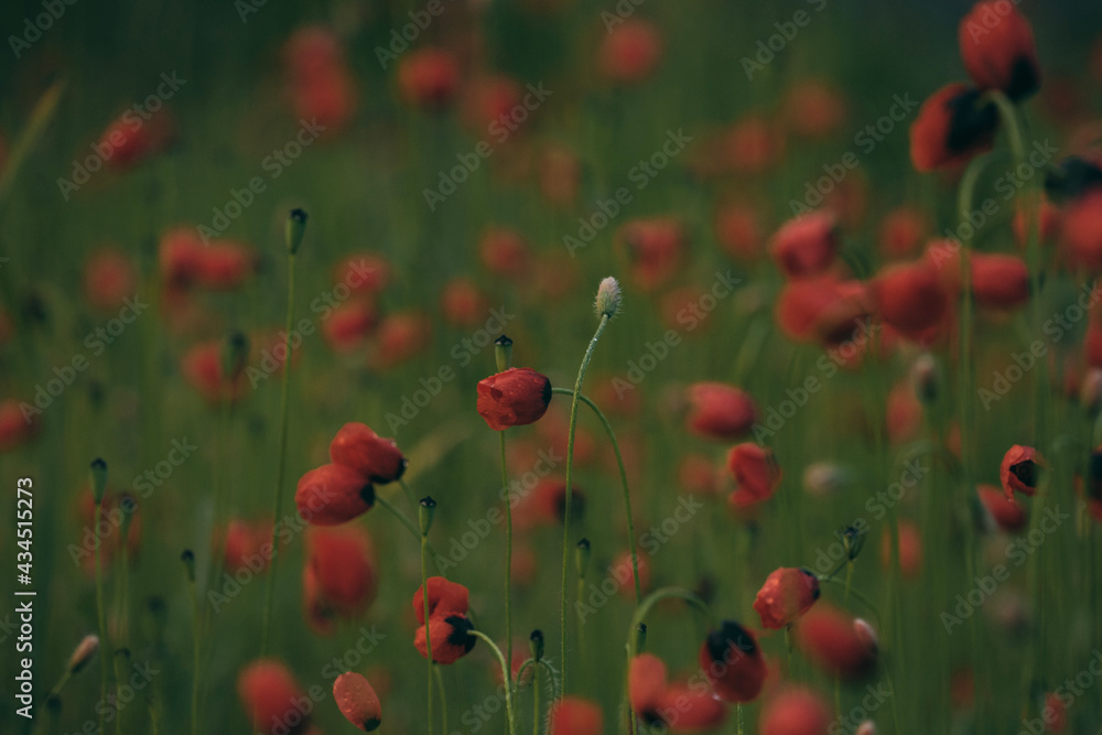 Fototapeta premium field of poppies