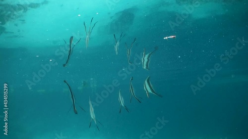 Wallpaper Mural Batfish feeding from melon Torontodigital.ca