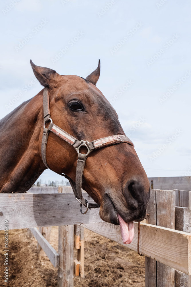 Obraz Brown horse is showing the tongue
