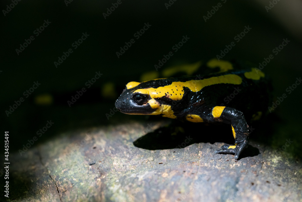 Ein Feuersalamander im Focus auf einen toten Baum im Schein der Sonne vor dunklen Hintergrund Ein Feuersalamander im Focus auf einen toten Baum im Schein der Sonne vor dunklen Hintergrund