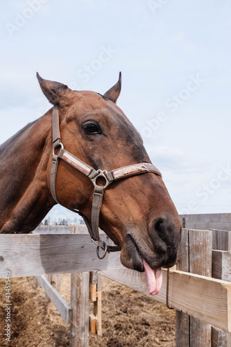 Brown horse is showing the tongue © Evgeniya Biriukova