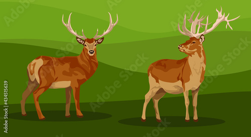 set of female and male deer. Deer brown or red deer. Wild animals of Europe, America and Scandinavia. Vector illustration of a young sika deer grazing in a forest glade