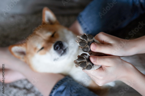 Women's hands hold the paws of a sleeping dog Shiba Inu. Close-up. Trust, calm, care, friendship, love concept. Happy cozy moments of life. 