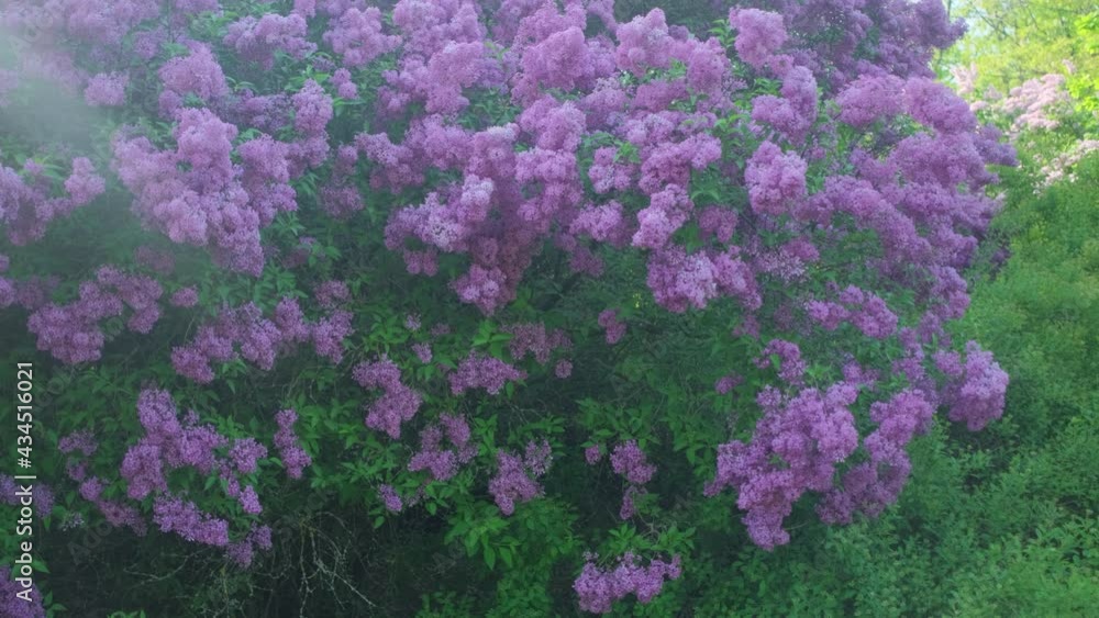 Beautiful lilac bush on a sunny spring day. Beautiful lilac bush on a sunny spring day.