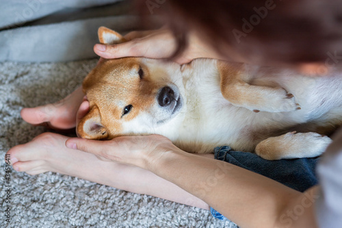 A woman petting a cute red dog Shiba inu  lying on her feet. Close-up. Trust  calm  care  friendship  love concept. Happy cozy moments of life. 