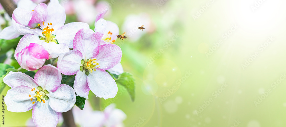 Obraz premium Flowering apple trees in the garden. White flowers of an apple tree in the rays of the sun.