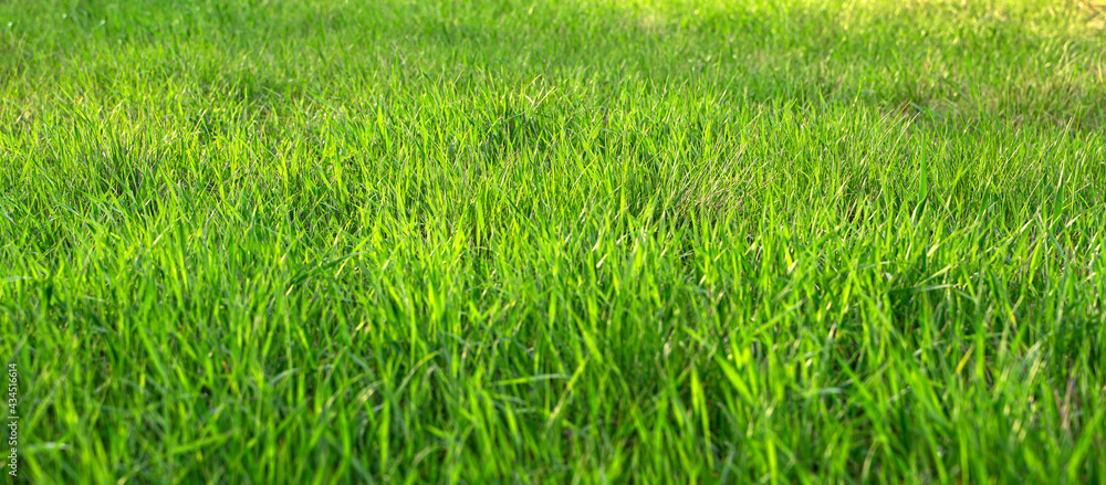 Summer background with green juicy grass. Selective focus, blurred foreground.
