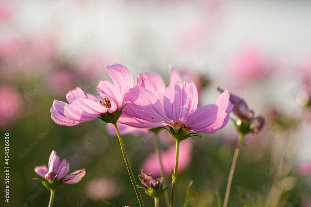 Cosmos bloom in the green fields of a beautiful garden