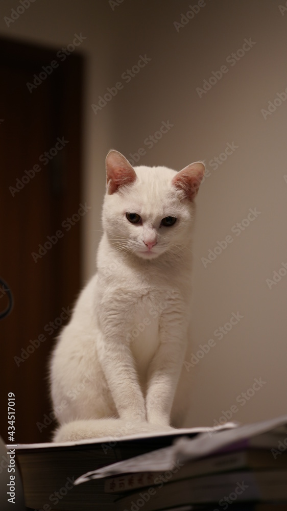 One cute white cat looking at something in the room
