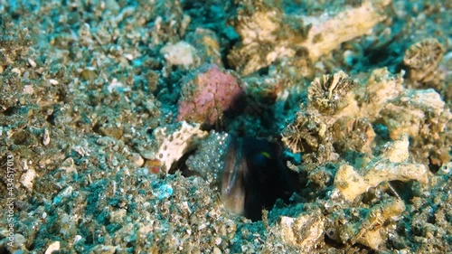 Breeding jawfish