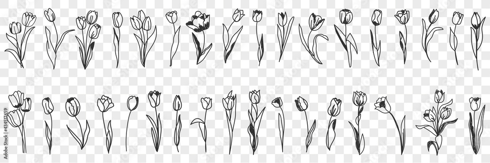 custom made wallpaper toronto digitalTulip flowers decoration doodle set. Collection of hand drawn various blooming tulip floral pattern decorations wallpaper in rows isolated on transparent background 