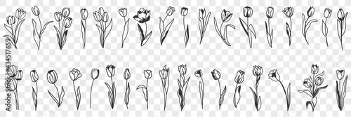 Tulip flowers decoration doodle set. Collection of hand drawn various blooming tulip floral pattern decorations wallpaper in rows isolated on transparent background  #434517659