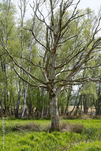 abgestorbener Baum im Moor bei Nettelstedt
