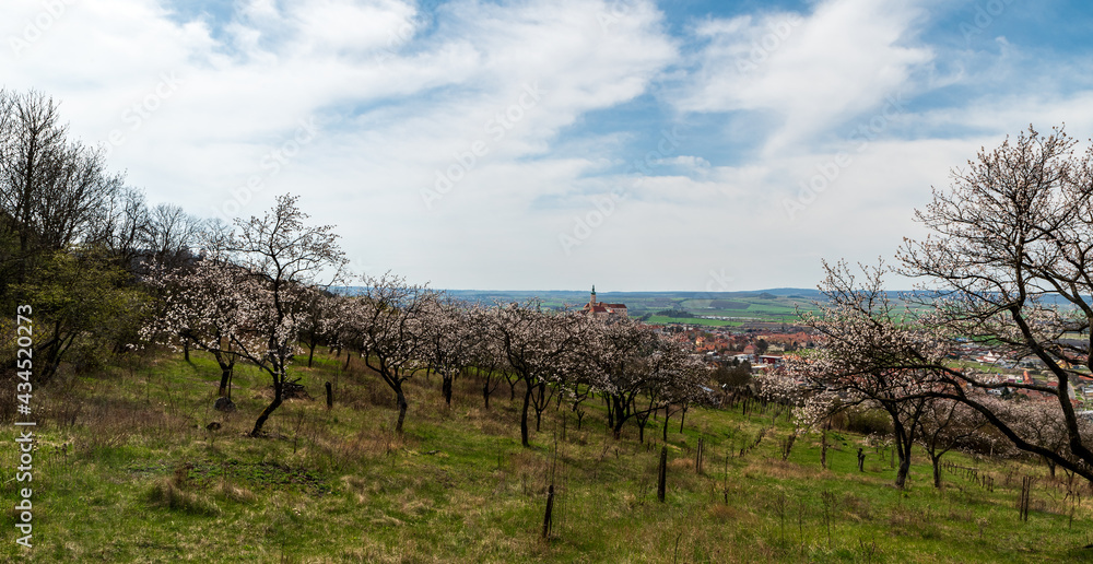 Blossoming trees with Mikulov town with castle on the background in Czech republic